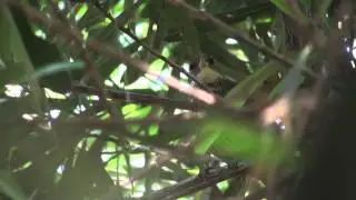 Ticotico com&uacute;n (Syndactyla rufosuperciliata) VOCES