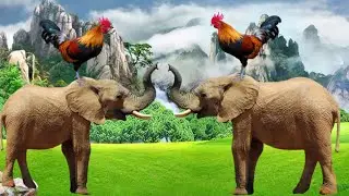 animal moments.hen elephant chicken 🐔 sound #elephant  मुर्गी ओर हांथी की आवाज।