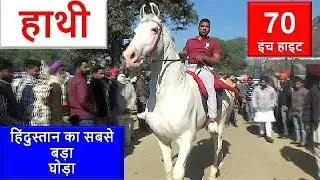 Muktsar Horse Mela, The Biggest Stallion Of India, 70 inch हाथी  घोड़ा  nukra Horse Video घोड़ा विडियो