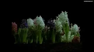 Floraison des jacinthes