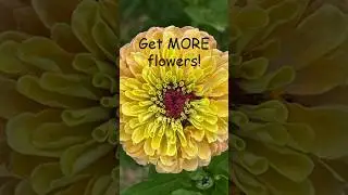 Want lots of flowers? Deadheading is key to keeping the blooms coming! #gardening #flowergarden