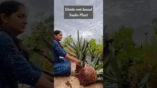 How to Divide Root Bound Snake Plant || एक से हो गये हज़ार #shorts #repotting #snakeplant #ytshort