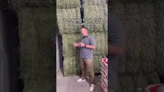 Do you feed alfalfa to help with your horse&rsquo;s ulcers? 🐴🌾#performancehorse #horsetips
