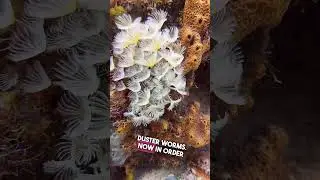 You can&rsquo;t live stream underwater?? WE CAN! #comedivewithus #livestream #international