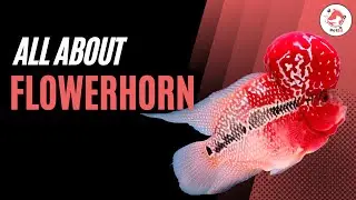 How to Care for Flowerhorn Fish?