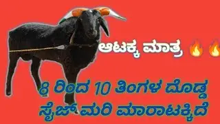 8 ರಿಂದ 10 ತಿಂಗಳ ಮರಿ ಮಾರಾಟಕ್ಕಿದೆ 0 teeth fighter sheep for sale big size 