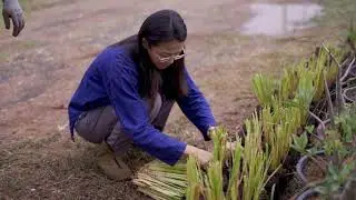 หญ้าแฝก หญ้าพระราชทานกับการพัฒนาอาชีพ
