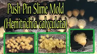 Push Pin Slime Mold (Hemitrichia calyculata)