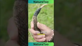 How Do Rattlesnakes Rattle #naturetoo #animals #facts #wildlife #rattlesnake