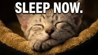 🐱 Calm Cats & Gentle Piano 🎶 Relaxing Music for Deep Sleep & Stress Relief | Soft & Soothing Vibes ✨