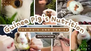 Guinea Pig's Nutrition: The Do's and Don'ts