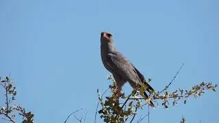 Dark Chanting Goshawk