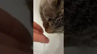 Cat Lexi drinking water #2023 #travel