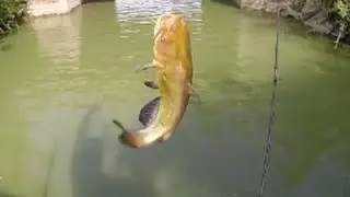 P&ecirc;che du poisson chat trucs et astuces