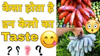 Blue java banana, red banana taste  | #shorts