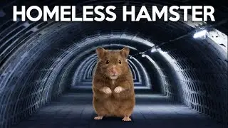 This Homeless Hamster&rsquo;s Story Will Melt Your Heart