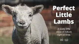 Lambs are Perfect Little Distractions | British Farming