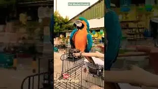 #kuwait #petmarket #birds #colorful Pet Market Al Rai Kuwait #arabickuthu #tamilsong