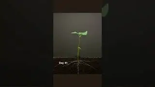 Time lab plant | #informativetv #youtubeshorts #ytshorts