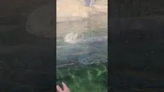 Кормление и демонстрация морских выдр. Орегонский прибрежный аквариум.