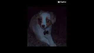 Hey Siri ￼
