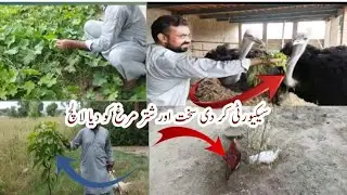 Walking with my security for hunting of wild cat and jackal |best pets vlog| 😍Birds and Animal care😍
