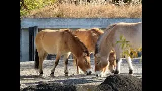 2025December18 Przewalski's horse @ Tama Zoological Park