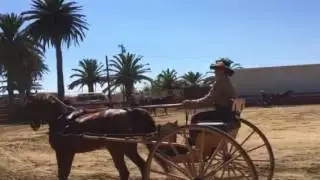 (More) Reinsmanship, single horse
