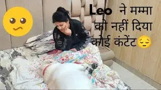 Leo ने मम्मा को नहीं दिया कोई content 😔#subscribe #labrador #leo #vlog #contant #funnycomedy 