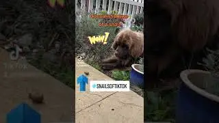 #snail #newfie #snailfy #newfy #newfoundland #bestfriend #puppy #watching #slow #tailsofcocoa #dog