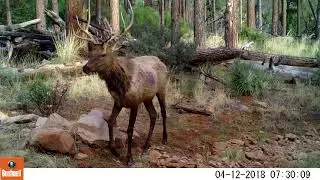 4-14-18 Trail Cam Pickup