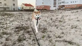 My crazy pupperoo
