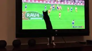 Cat jumping at moving TV screen