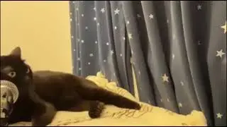 cat disappears