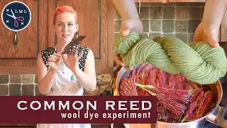 Botanical Yarn Dye Experiment: Common Reed for Bright Green Wool Dye | Last Minute Laura