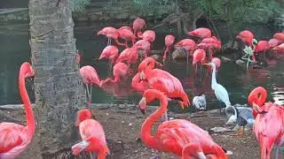 Life of American Flamingos 🦩