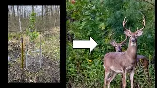 Swamp Habitat Improvement - Miscanthus, Norway Spruce & Apple Trees