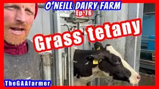Calving finishes, Grass Tetany hits &  6 week calving rate
