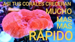 TUS CORALES CRECERÁN MAS RÁPIDO