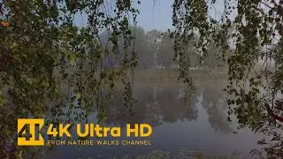 Atmospheric Morning Walk on a Foggy Morning