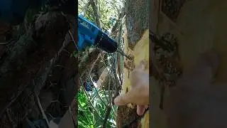 Como fazer para eliminar matar uma &Aacute;rvore no quintal de casa com &oacute;leo diesel ou veneno! #shorts