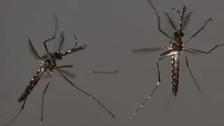 Oxitec using genetically modified mosquitoes