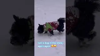 #viralvideo #shortsviral #doglover #dog #cute #happy #reels #shorts #shortvideo #short #animals #cat