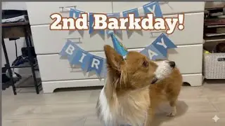 It's my Paw-fect 2nd Barkday! | Austin The Fluffy Corgi