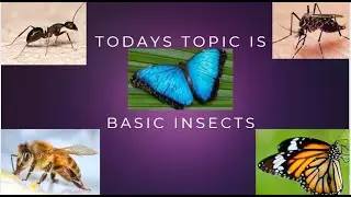 children learn the names of insects like butterfly, ant, bee, ladybug, grasshopper