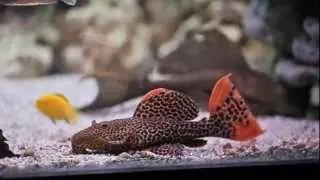 Leopardwels L114