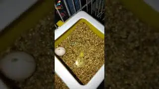 My Yellow Bird Lay 1 Egg #shorts