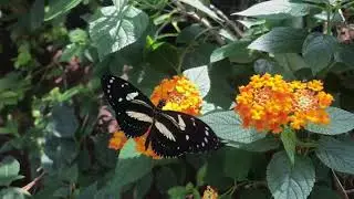 Butterflies at the Saint Louis Zoo