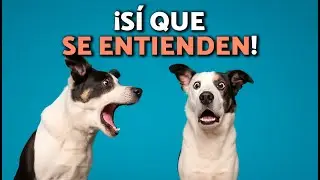 Do dogs understand each other when they bark? 🐶🗯️ That's the language of dogs!