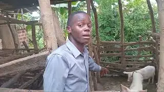 Pig master